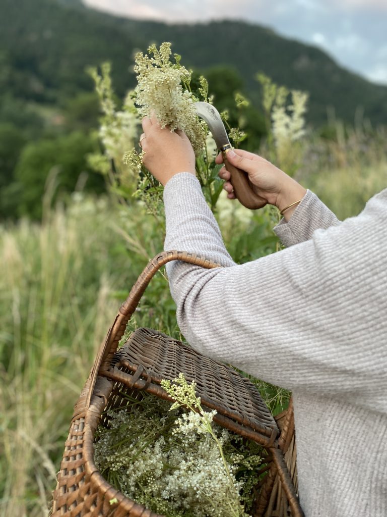 Cueillette de la Reine des Prés